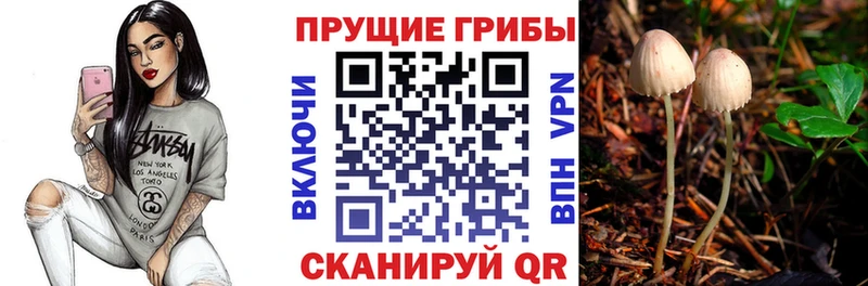 как найти   Солнечногорск  Псилоцибиновые грибы Psilocybine cubensis 